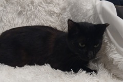Steela, 5yrs, DSH, Spayed Female, Blk with tint of choclate color. #8