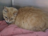 Sugar, 15 yrs, DSH, Spayed Female, Orange Tabby, #10