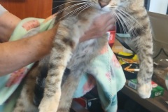 Tabby, DSH. 1,6 years , Spayed female DSH, #7.60 brown,blk tabby