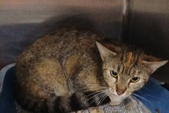 Tabby, DSH. 1,6 years , Spayed female DSH, 7.60#, tabby