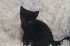 Tobin, 3 mths, DSH, Male (not altered) Black, #3