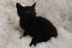 Tuffy, 3 mths, DMH, Female (not altered) Black, #3