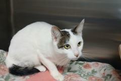 White, 1.1yrs, DSH, Neutered Male, White/grey #7