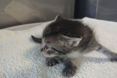 Wicked 1, DOB 5/4/26, DSH grey Tabby