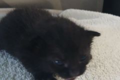 Wicked 4, DSH, DOB 5/4/26, black