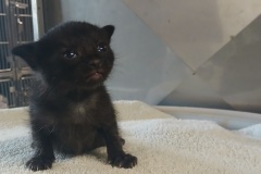 Wicked 5, DSH, DOB 5/4/26, Black