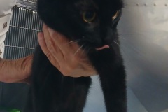 Wicked & 5 kittens, 1.1 yrs, DSH, Female (unaltered) Black, #8