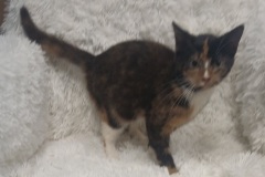 Wild, 5 mths, DSH, Female (not altered) tortie/calico #4