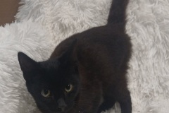 Wood, 5mths, DSH, Male (Not altered), Blk with Chocolate tint, #4