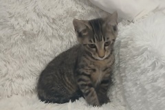 Yang, 3 Mths, Male (not altered) Blk/Grey Tabby #3