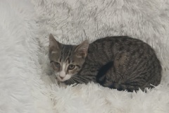 Ying, 3 Mths, Male (Not Altered) DSH Blk/Grey Tabby With white #3