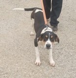 SANDY, Coonhound, 1 year, Male (neutered), 54#ed)