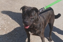 Lenny, 4yrs, Bully x, Neutered Male, Black/brindle, (microchipped) #72