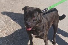LENNY, Bully Type, 4 years, Male (neutered), 72#, Black/brindle,(microchipped)