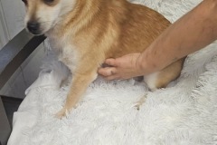 Milo, 1.6 yrs, Chi X, Neutered Male, Cream/white, #16.8