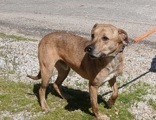 Ralphie pic 2, 3.2 yrs, Bully X, Neutered Male, Brindle, #65 (microchipped)
