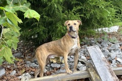 Ralphie, 3.5 yrs, Bully X, Neutered male, reverse brindle/white, #62