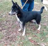 REESE, Husky/Shepherd X, 2 years, Male (neutered), 55#