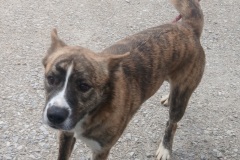 George 2.6 yrs, Neutered Male, Hound X Reverse Brindle, #48