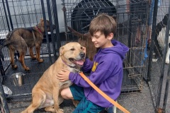 Ralphie pic1, 3.2 yrs, Bully X, Neutered Male, Brindle, #65 (microchipped)