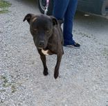 LENNY, Lab/Bully X, 2 years, Male,  ( getting neutered 12/19/24) ) 50#