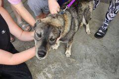 LUTERI, Norwegian Elkhound, 1 year, Male, 50#le