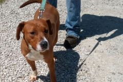 AUTUMN, Beagle X, 1 year, Female (spayed),54#