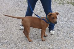 TUCKER, Terrier X,  6 months, Male, ( unaltered)  40#