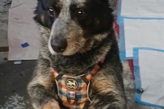 Bob 4 years, Blue Heeler, Neutered Male, Blk/blue, #36.8