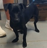 Diesel, 1 yr, Patterdale Terrier X, Male (not altered) Blk, #25