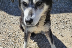 PEANUT, Mixed Breed, 12 years, Female (spayed), 35#, black/white