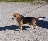 Ranger, 3.2 yrs, Beagle, Neutered Male, Tri color, #35 (microchipped)