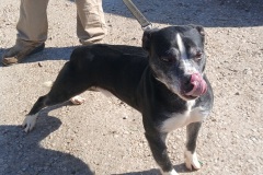RONNIE, Bully Type X, 7.1 years, Male (neutered), black/white
