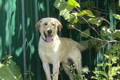 Apollo, 1.3 yrs, Lab X, neutered Male, Blonde, #81