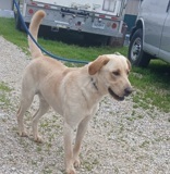 Apollo, 1.2 yrs, Lab X, Male (not altered) Blonde, #70