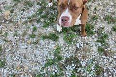 Autumn, Terrier X, 1.2 year spayed female red/white #40