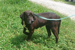 Blaze, 10 yrs, Hound X, Spayed Female, blk/white