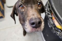 BLAZE, Hound X, 10.3 years, Spayed Female, 46#, Brown/grey