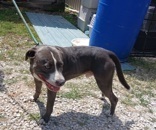 BLUE, Bully X, Male (neutered), #45.4#, Blue/white (microchipped)