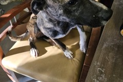 Brin, Terrier X, 1 year, Male (UNaltered), #25 Brindle