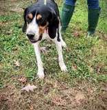 MONTE, Walker Coonhound, 2 years, Male (neutered), 43#