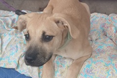 Carla, 10 wks, Cur/Lab X, female (not altered) Tan/blk/ #15