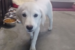 Carley, 11 weeks, Lab X, Female (not spayed) white #15