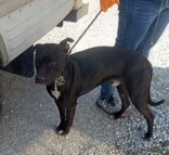 CASEY, Lab/Bully X, 2 years, Male (neutered), 44#