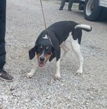 DEB, Coonhound, 1 year, Female, (unaltered) 54# 