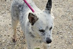 chester Heeler X 1 year, Male ( unalt6ered) white/black #35