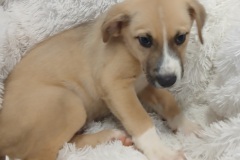 Copper, Great Pyr X, 3 months, Male (not altered), 12#, cream/white
