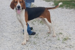 Curt, 1yr, Coonhound X, Male (not altered) Tri color, #70