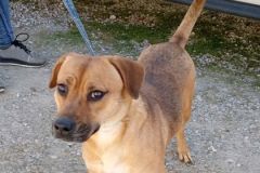 SUSIE, Black Mouth Cur, 1.5 years, Female,  (unaltered) 50#