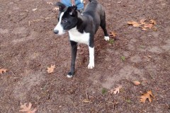 DAISY, Lab/husky X, 7months, Female (unaltered) #40